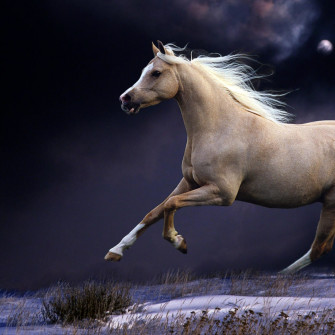 Beautiful Horse Wallpaper