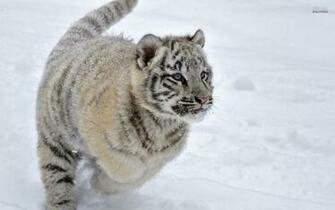 White Tiger Cub Wallpaper