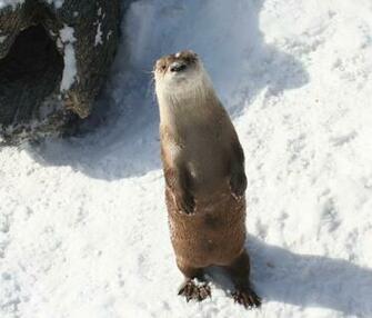 River Otter