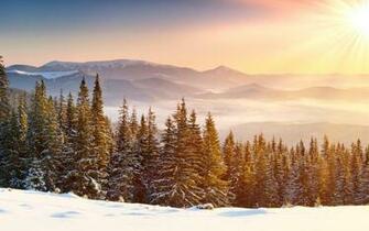 Snow Forest Pine Trees Desktop Wallpaper