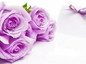 Violet Color Roses HD Wallpaper