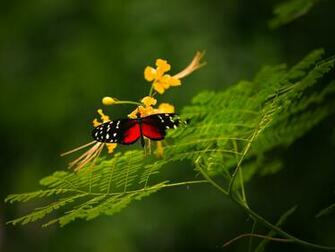 Colorful Butterfly And Flower Wallpaper