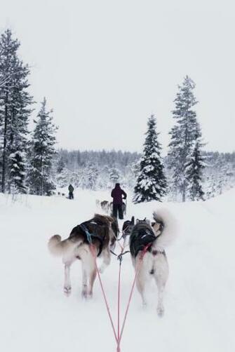 Sledding Wallpaper Collection