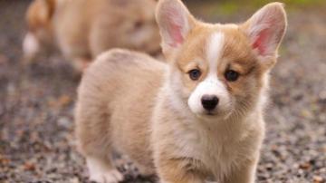 Corgi Wallpaper Background Pictures