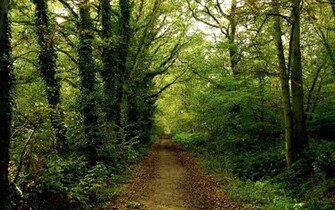 Trees Background Picture High Quality Pictures