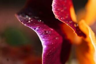 Ubuntu Wallpaper Updated Community Default