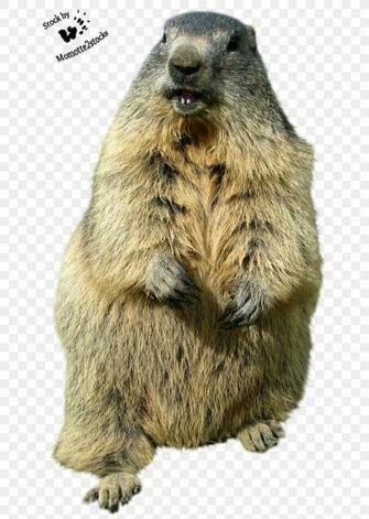 Groundhog Day Punxsutawney Desktop Wallpaper Funny Animal Png