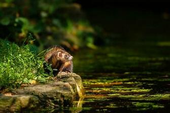 Ferret Wallpaper HD Background