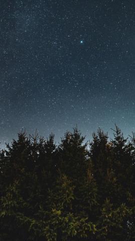 Nature Starry Sky Trees Night Wallpaper