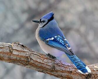HD Desktop Wallpaper Blue Jay
