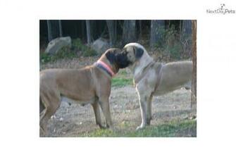 English Mastiff Puppy Pictures Wallpaper HD Base