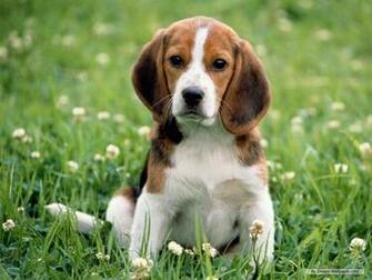 Beagle Wallpaper