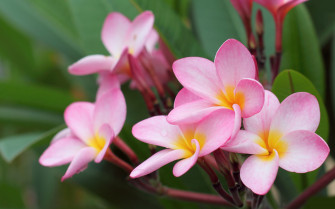Flowers Wallpaper For Desktop Image Picture
