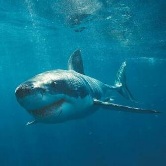 Sharks Live Wallpaper Android Apps On Google Play