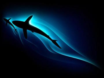 Mother And Son Beautiful Shark In The Dark Water