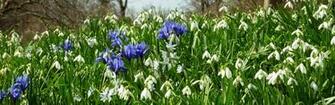 Mlewallpaper Hillside Of Early Spring Flowers I