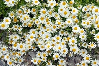 Daisy Background Wallpaper Adorable