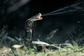 Cobra And King Snake Wallpaper All About World