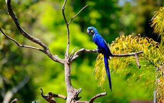 Macaw Wallpaper