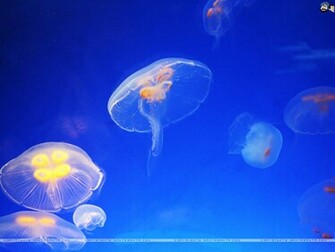 Aquatic Wallpaper