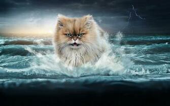 Epic Cat Wallpaper I Put Together Pictures