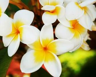 Blooming Flores Frangipani Primer Plano Fondos De Pantalla