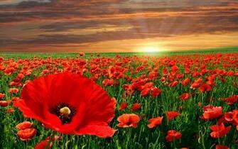 Nature Flowers Landscapes Fields Poppy Poppies Color Contrast Sunrise