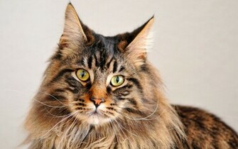 Male Maine Coon Cats Wallpaper Called Elixir HD