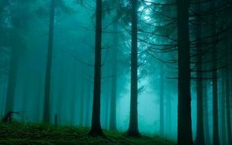 Foggy Forest Wallpaper Stock Photos