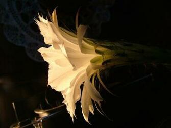 Clipart And Wallpaper Royalty Image Surreal Cactus Flower