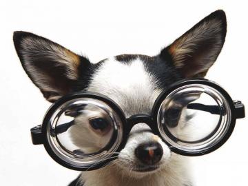 Cute Funny Puppies Wallpaper Kitten And Puppy