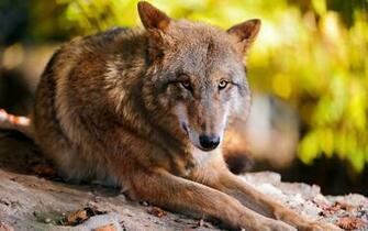 Back To Wolf Facts And Information Wallpaper HD Next Image