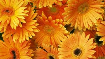Flower Computer Background Image In Collection