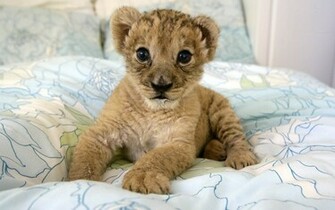 Cute Baby Lion Cub Wallpaper