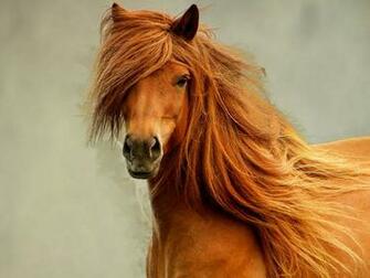 Cool Horse Wallpaper