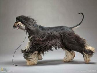 Afghan Hound Wallpaper X Net