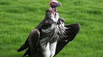 Vulture Wallpaper