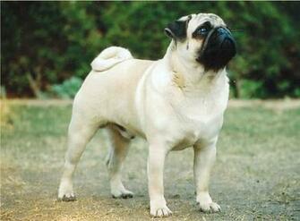 Cute Pug Photo And Wallpaper Beautiful Pictures