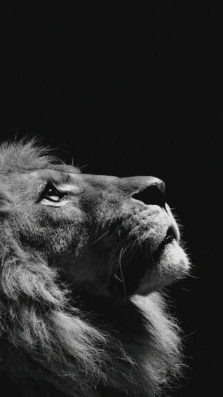 Cute Animals iPhone Wallpaper You Would Love To