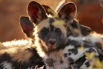 Wallpaper Wild Dog Look Eyes Predator Fur Nature
