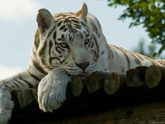 To Snow Tiger Wallpaper Click On Full Size And Then Right
