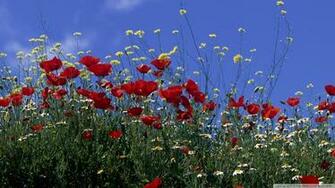 Poppy Field Summer Wallpaper