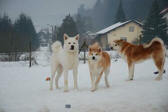 Akita Wallpaper Three Inu Dogs In Winter