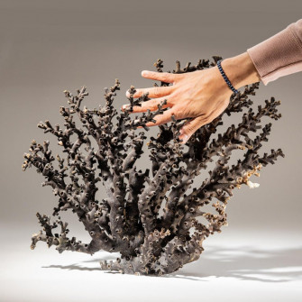Genuine Brown Staghorn Coral At 1stdibs Wallpaper