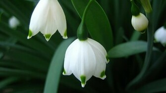 Cute 3d Nature Wallpaper Mobile
