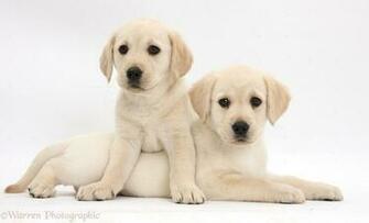 Bigs Yellow Labrador Retriever Puppies White Background Jpg