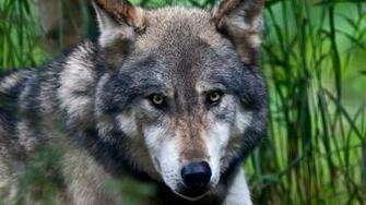 Ultra HD Wallpaper Wolf Face Color Predator 4k