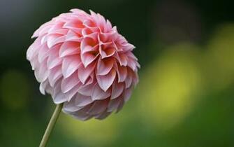Dahlias Flowers Wallpaper
