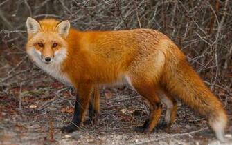 Red Fox Of Island Beach State Park New Jersey 4k HD Desktop