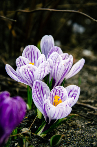 Flower Android Wallpaper